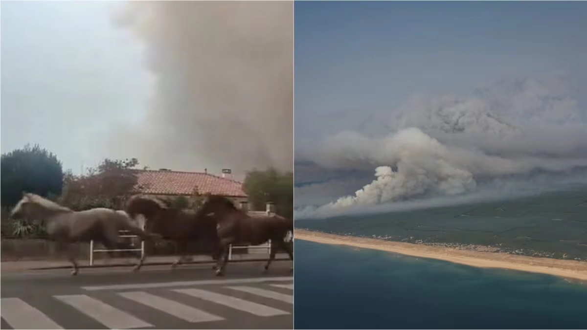 Horses Gallop Through French Streets to Escape Wildfire Flames