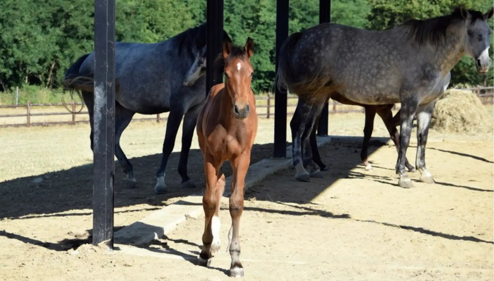Equidi riconosciuti come animali d'affezione